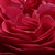 Rouge - Rosiers à grandes fleurs - floribunda - Pompadour Red